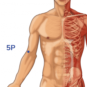 Chize - Punto de acupuntura 5P - Meridiano del pulmón