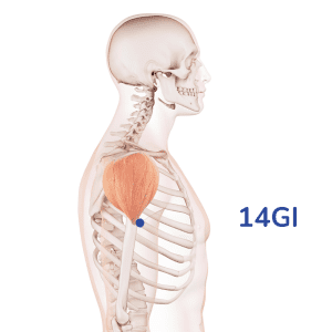 Binao - Punto de acupuntura 14GI - Meridiano del intestino grueso