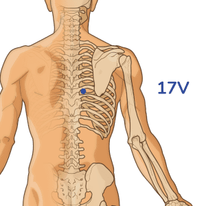 Geshu - Punto de acupuntura 17V - Meridiano de la vejiga