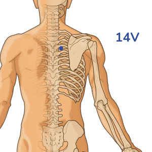 Jueyinshu - Punto de acupuntura de 14 V - Meridiano de la vejiga