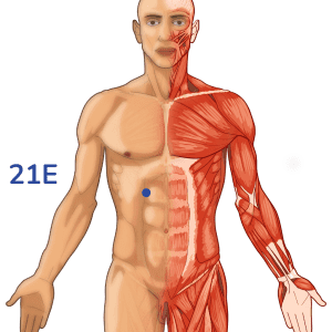 Liangmen - Punto de acupuntura 21E - Meridiano del estómago