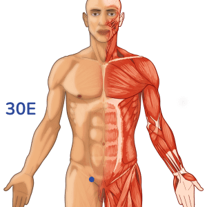 Qichong - Punto de acupuntura 30E - Meridiano del estómago