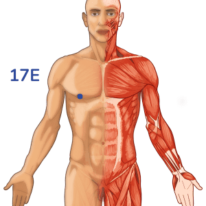 Ruzhong - Punto de acupuntura 17E - Meridiano del estómago