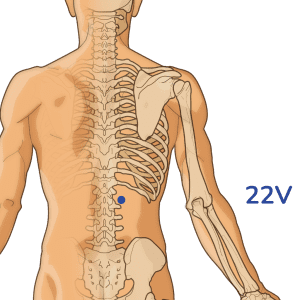 Sanjiaoshu - Punto de acupuntura de 22 V - Meridiano de la vejiga
