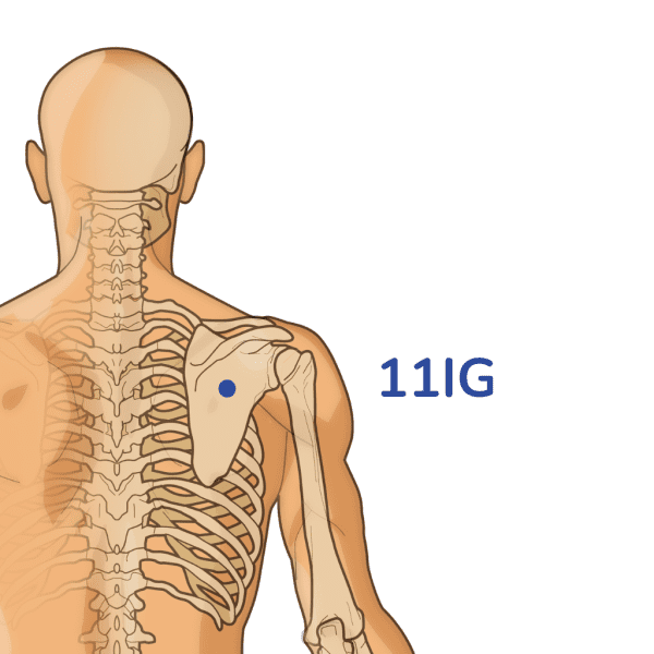 Méridien de l'Intestin Grêle : Trajet et points d'acupuncture
