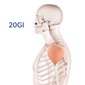 Yingxiang - Punto de acupuntura 20GI - Meridiano del intestino grueso