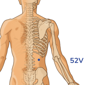 Zhishi - Punto de acupuntura 52V - Meridiano de la vejiga