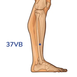 Guangming - Punto de acupuntura 37VB - Meridiano de la vesícula biliar