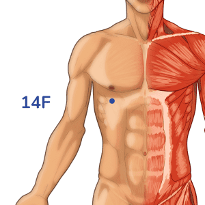 Qimen - Punto de acupuntura 14F - Meridiano del hígado