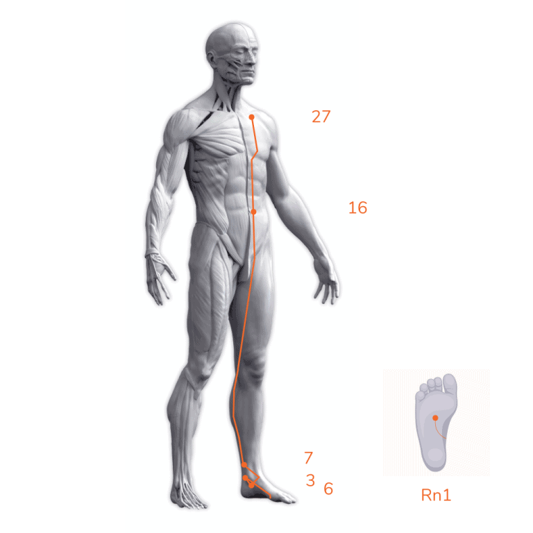 Meridiano del Riñón: Ruta y puntos de acupuntura
