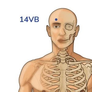 Yangbai - Punto de acupuntura 14VB - Meridiano de la vesícula biliar