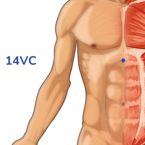 Juque - Point d'acupuncture 14VC - Méridien vaisseau Conception