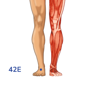 Chongyang - Point d'acupuncture 42E - Méridien de l'Estomac