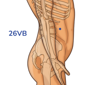 Daimai - Point d'acupuncture 26VB - Méridien de la Vésicule Biliaire