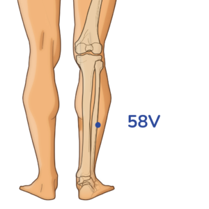 Feiyang - 58V acupuncture point - Meridian of the bladder