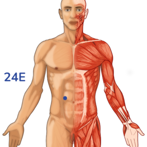 Huaroumen - Point d'acupuncture 24E - Méridien de l'Estomac