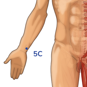 Tongli - Acupuncture point 5C - Meridian of the heart