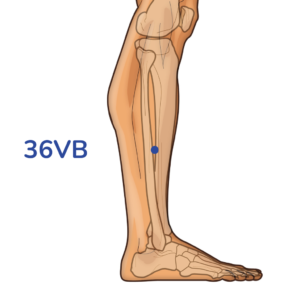 Waiqiu - Point d'acupuncture 36VB - Méridien de la Vésicule Biliaire