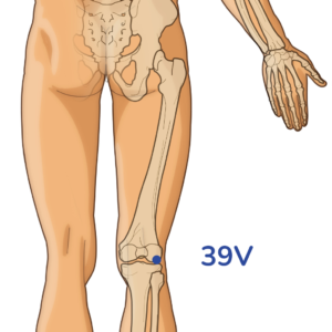 Weiyang - 39V acupuncture point - Meridian of the bladder